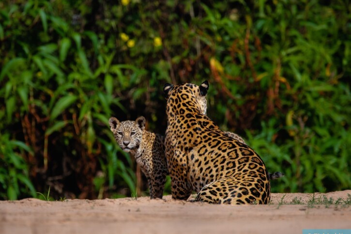 Panthera onca - jaguar