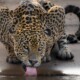 picture of Panthera onca