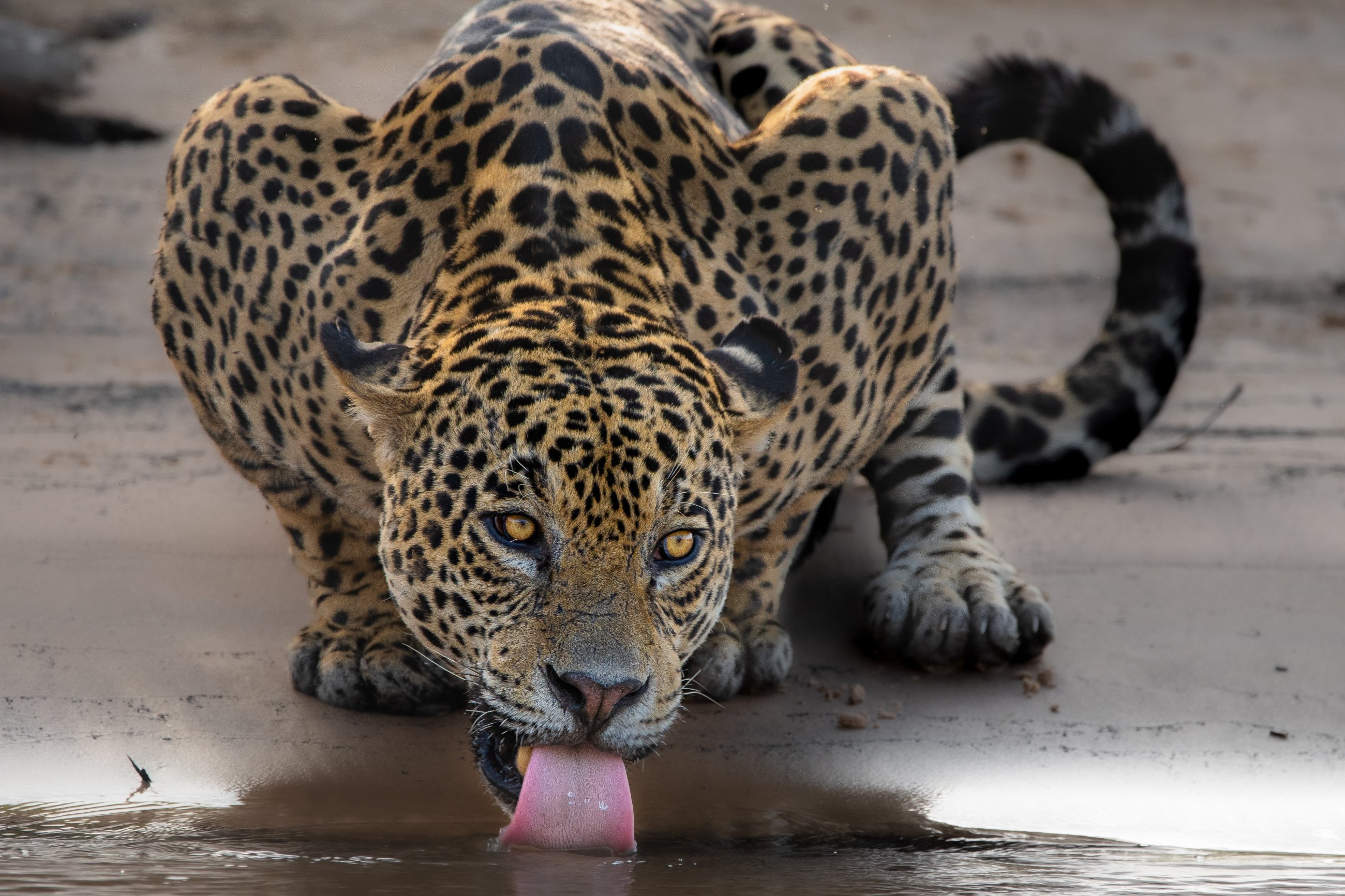 Panthera onca