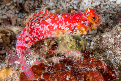 Synchiropus moyeri Callionymidae