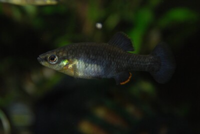 Zoogoneticus purhepechus Goodeidae