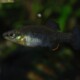 picture of Zoogoneticus purhepechus
