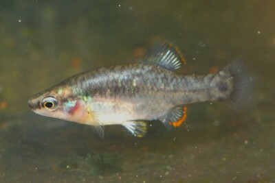 Zoogoneticus quitzeoensis Goodeidae