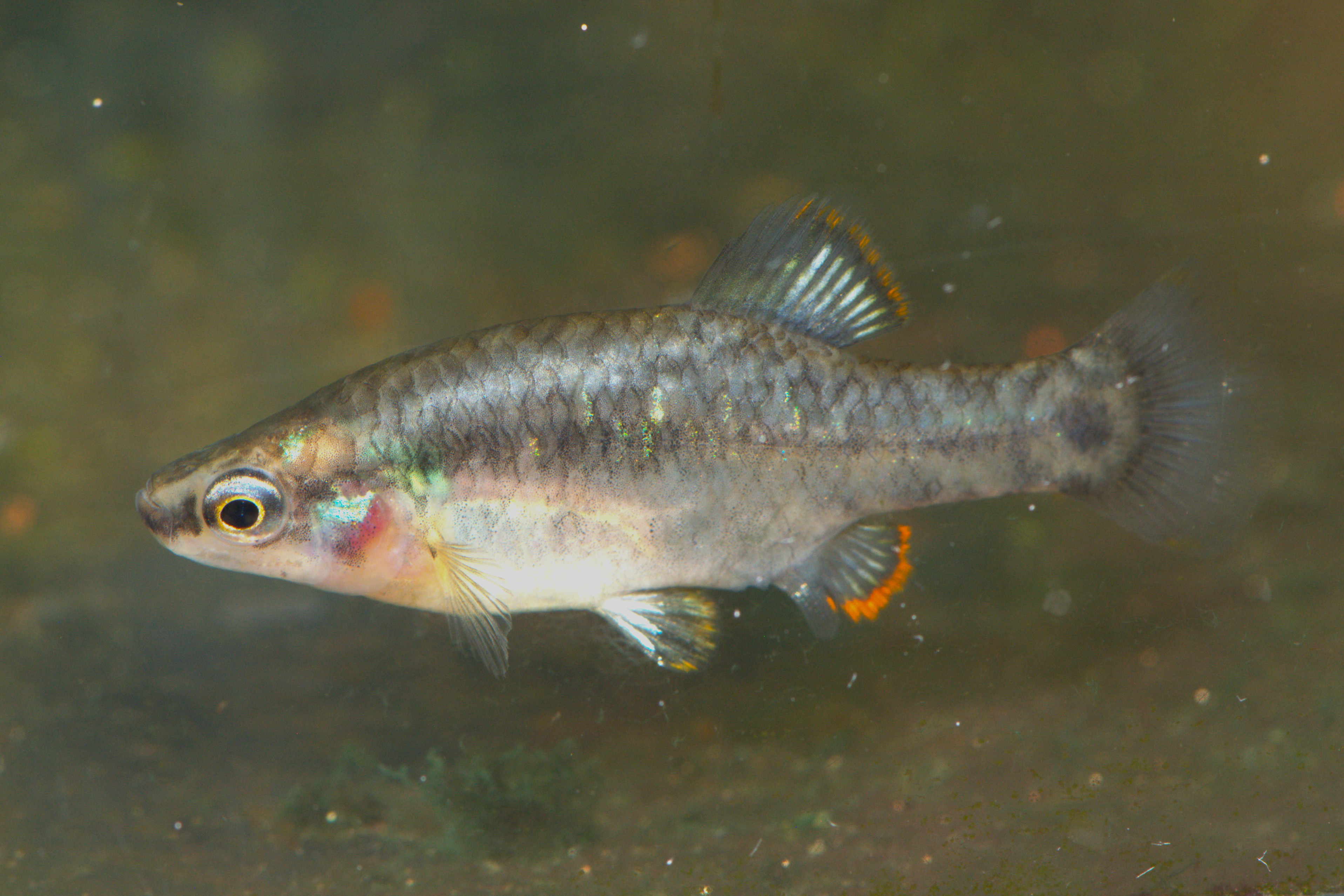 Zoogoneticus quitzeoensis