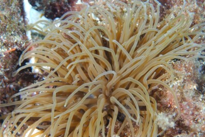 anémone verte Actiniidae
