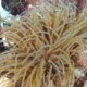 picture of Anemonia sulcata
