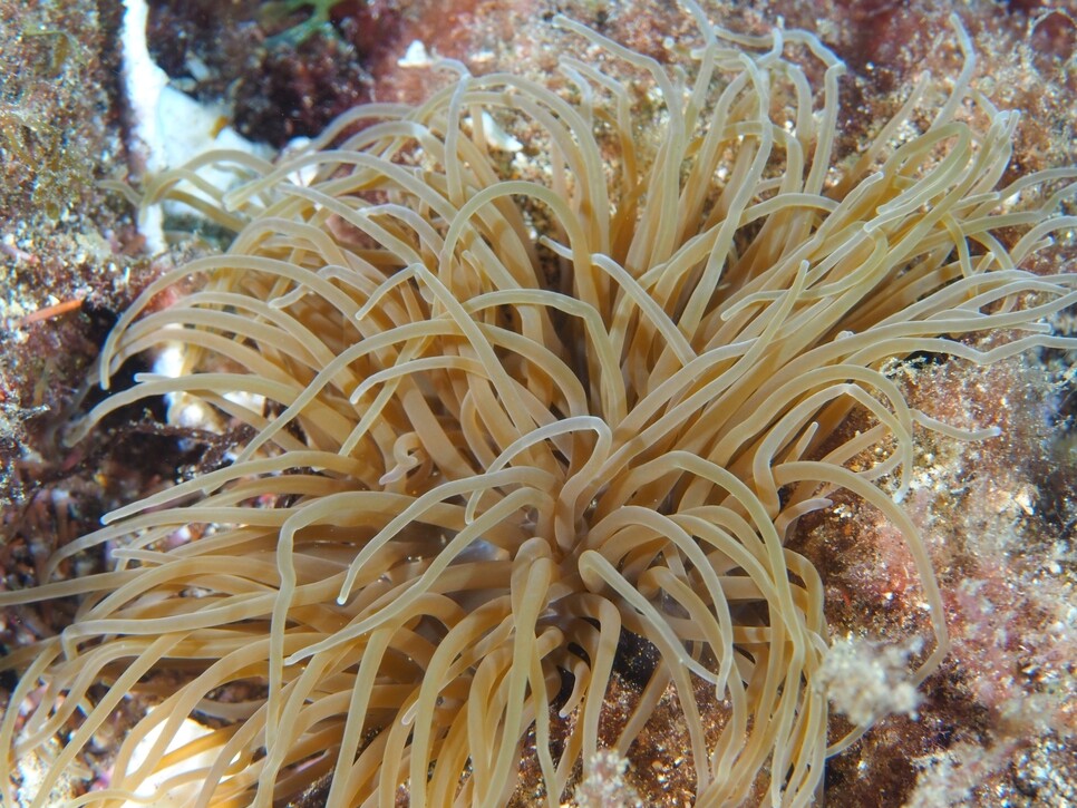 Anemonia sulcata