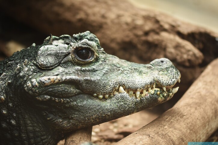 Le monde des reptiles : comment s&rsquo;y retrouver dans la diversité des espèces ?