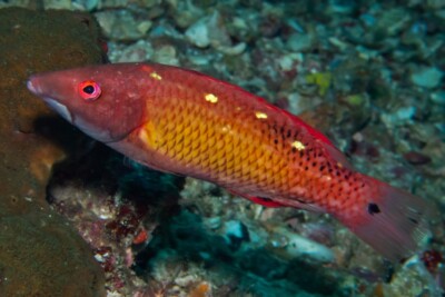 labre Diane Labridae