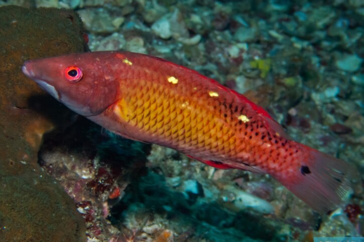 Bodianus diana - labre Diane