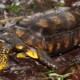 picture of Chelonoidis denticulatus