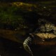 picture of Chelus fimbriata