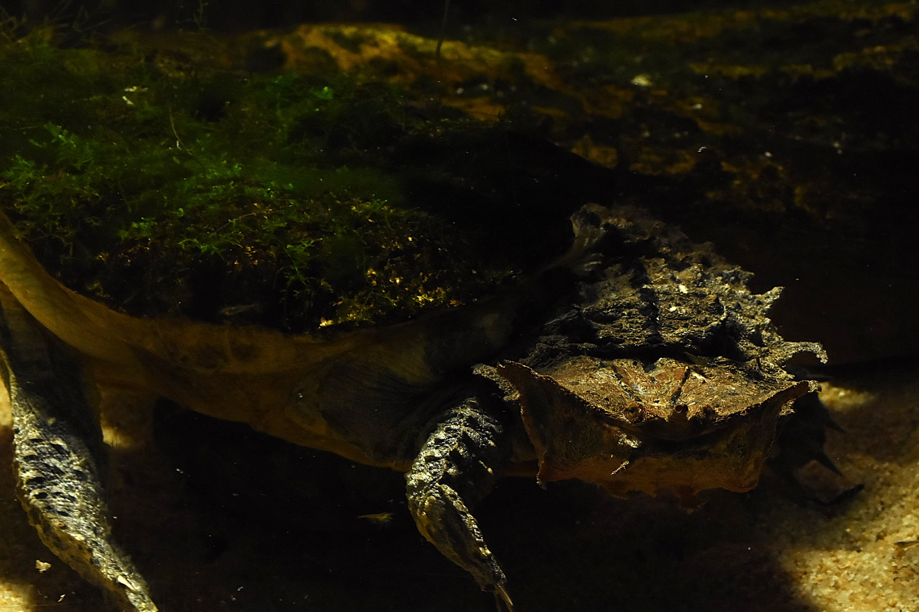 Chelus fimbriata