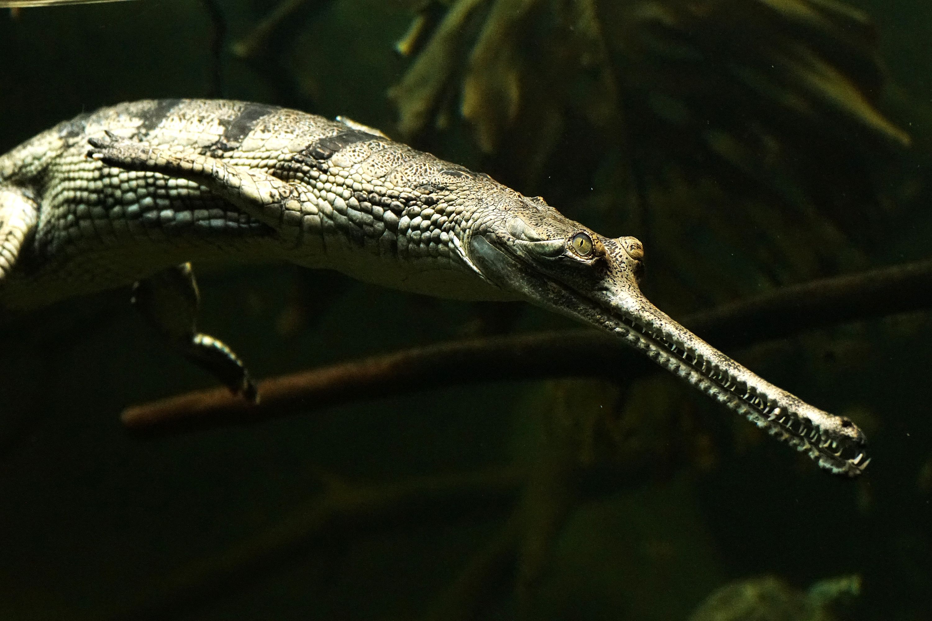 Gavialis gangeticus