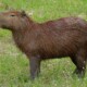 picture of Hydrochoerus hydrochaeris