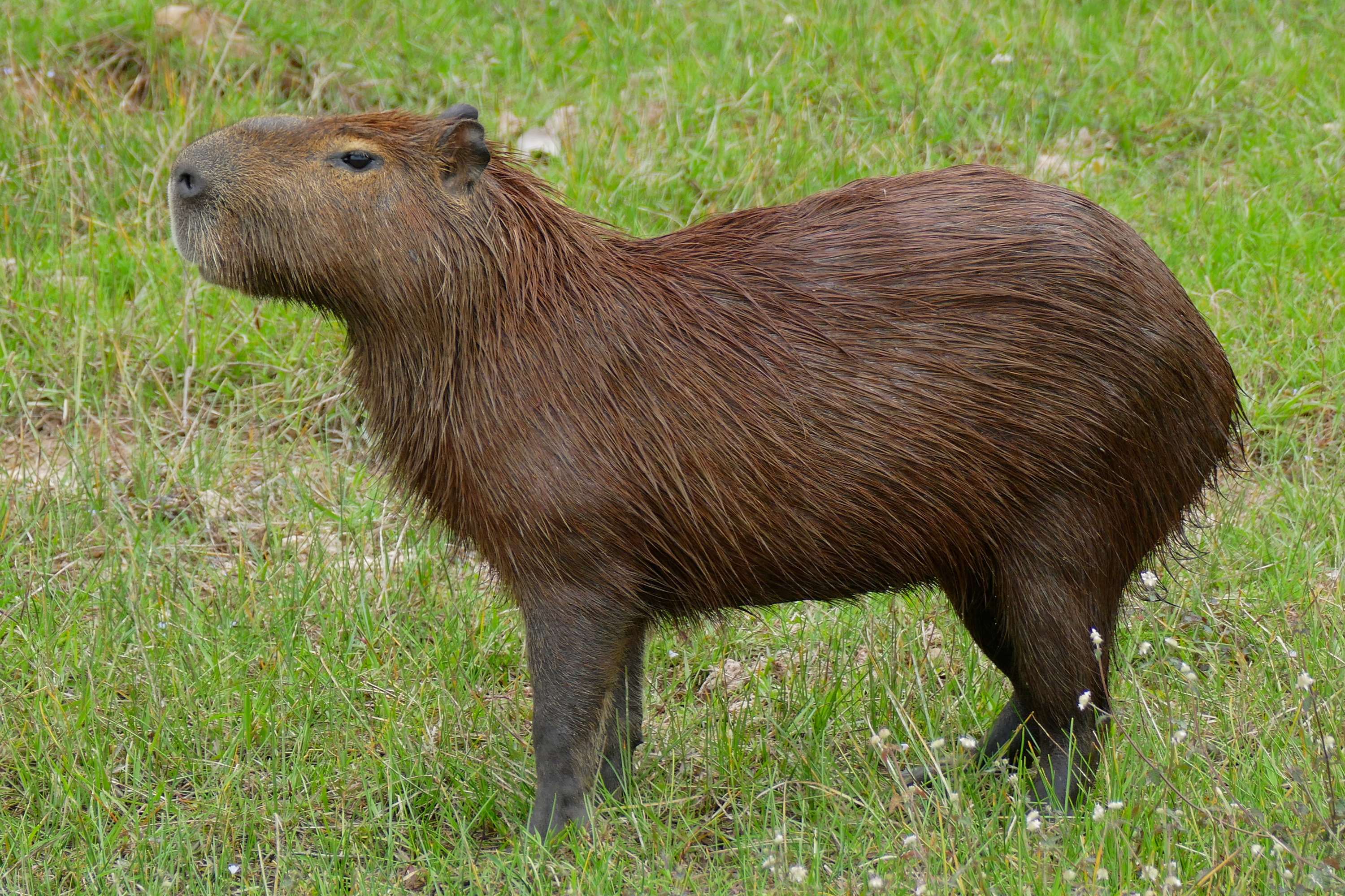 Hydrochoerus hydrochaeris