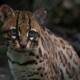 picture of Leopardus pardalis
