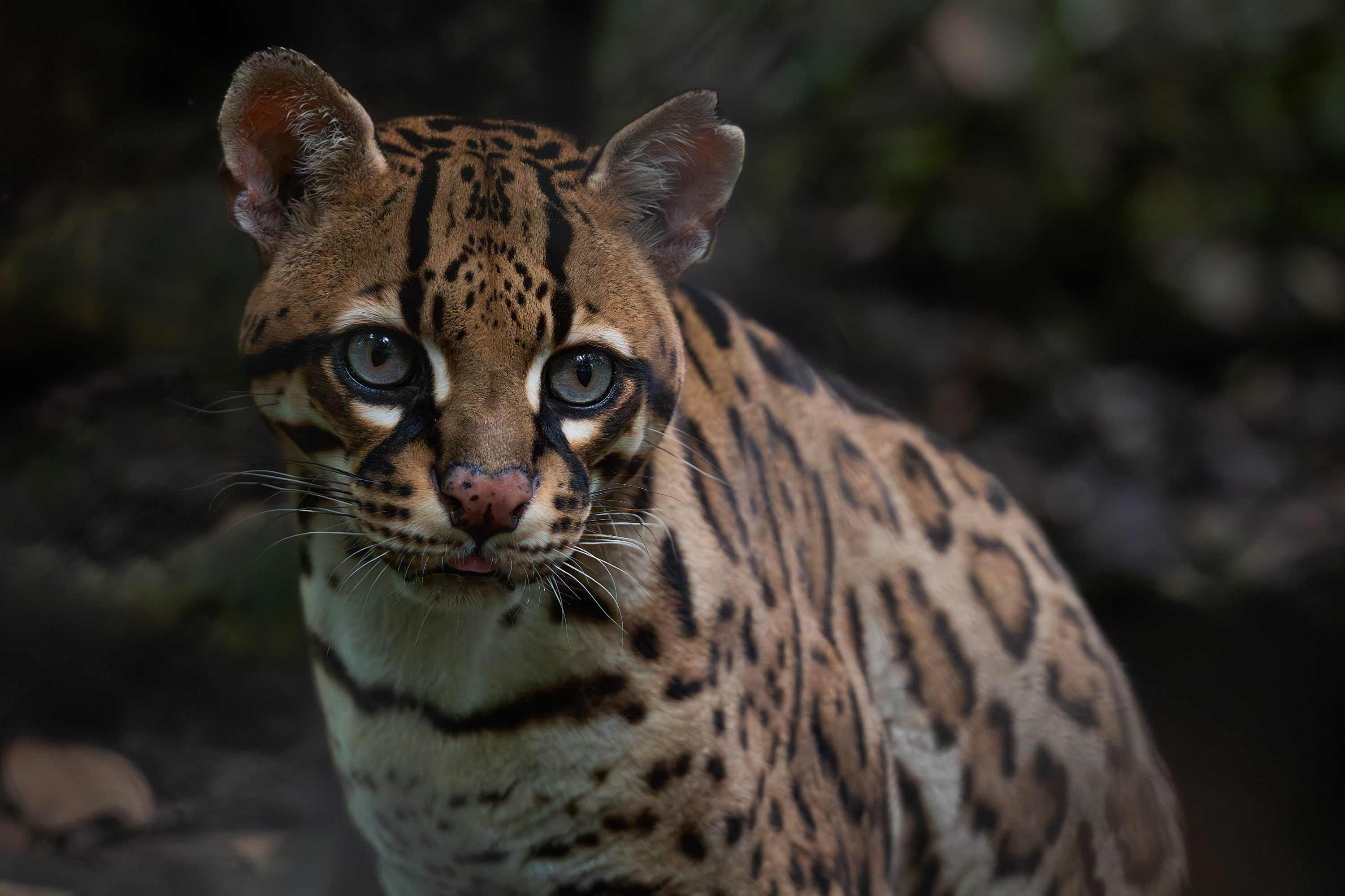 Leopardus pardalis