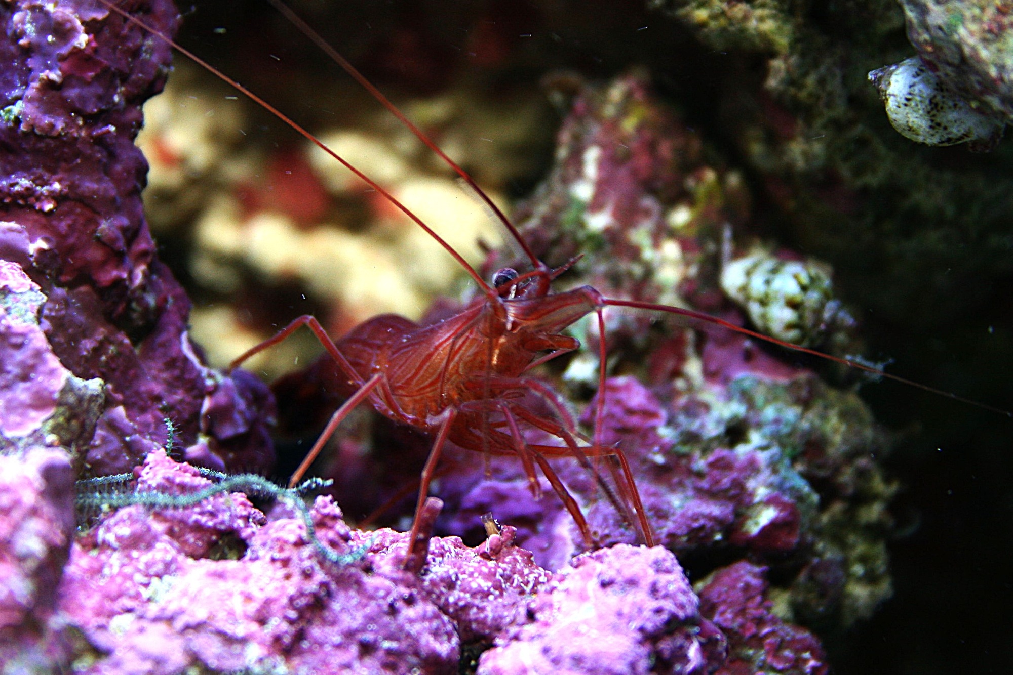 Lysmata rathbunae