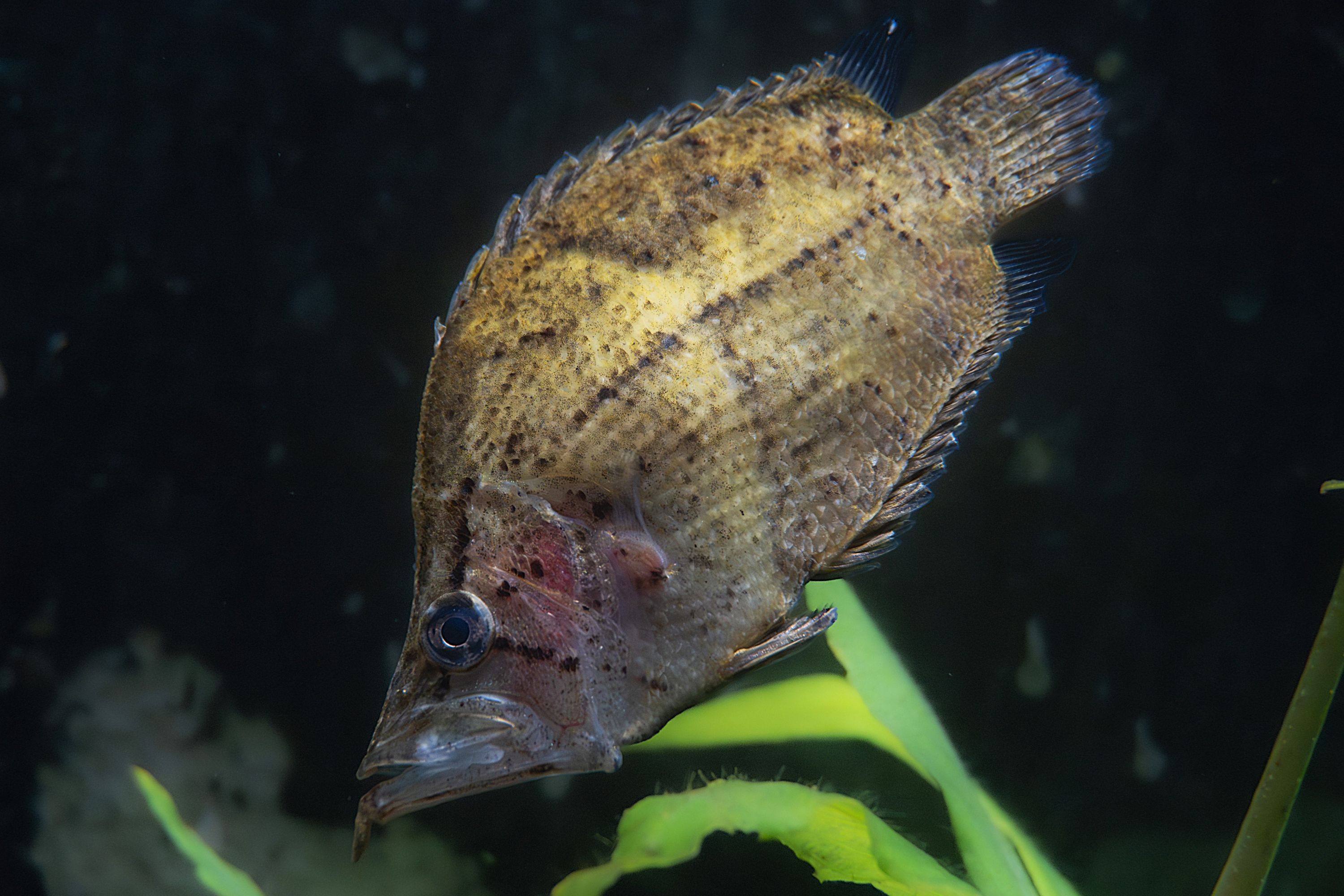 Monocirrhus polyacanthus