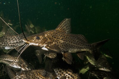 mandi Pimelodidae