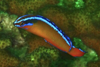 demoiselle d’Aldabra Pseudochromidae