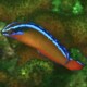 picture of Pseudochromis aldabraensis
