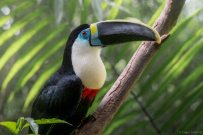 toucan à bec rouge Ramphastidae