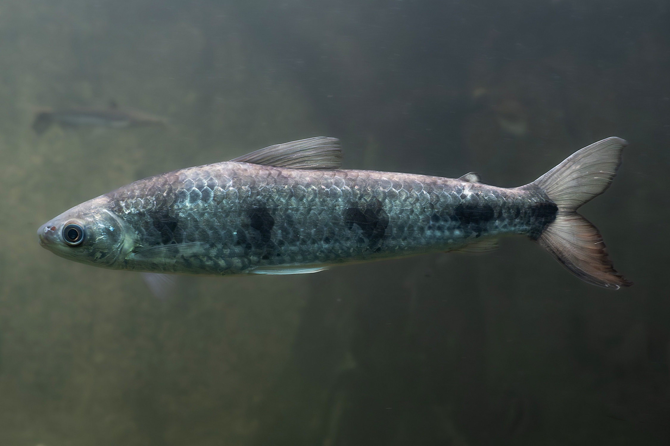 Schizodon fasciatus