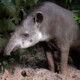 picture of Tapirus terrestris