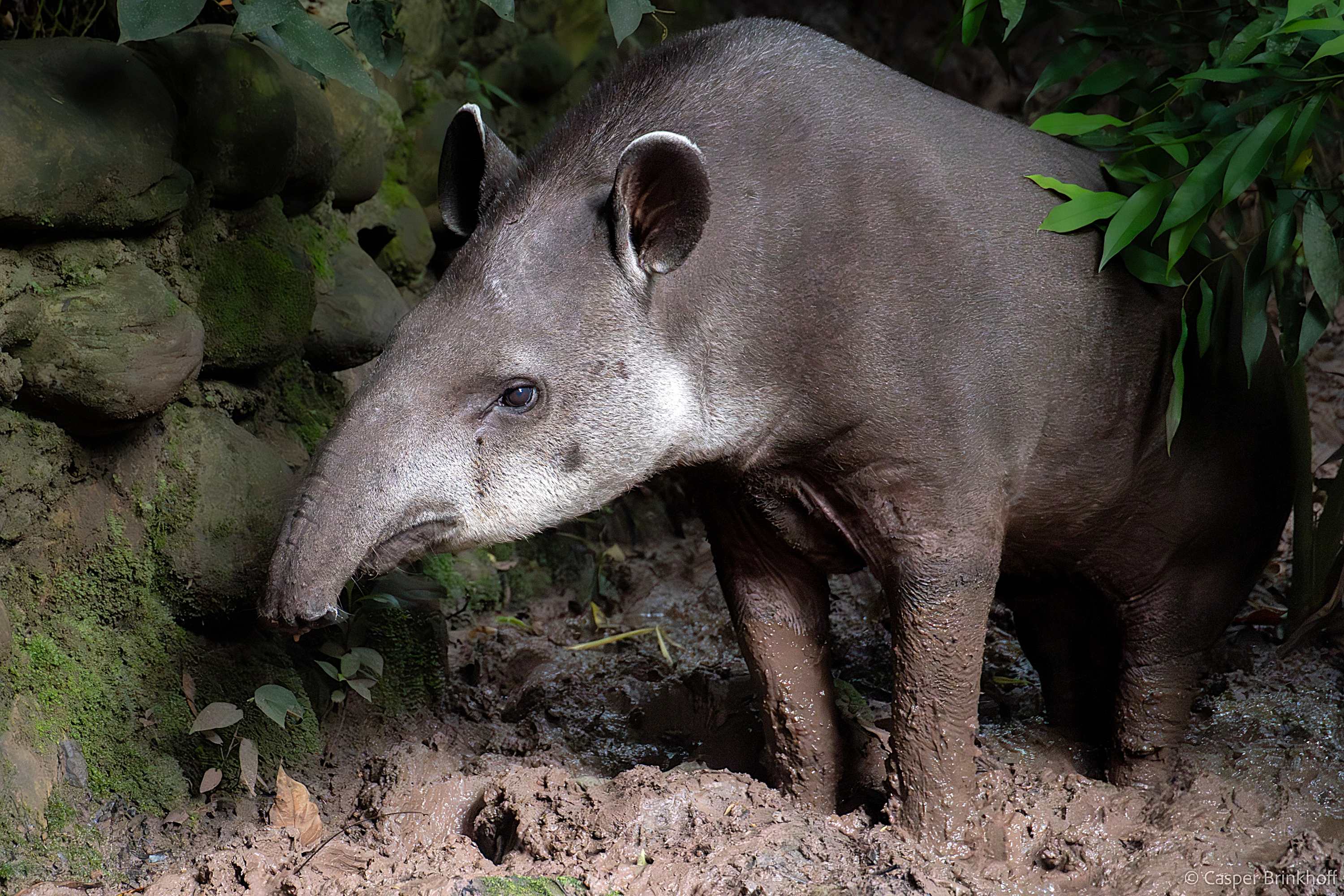 Tapirus terrestris