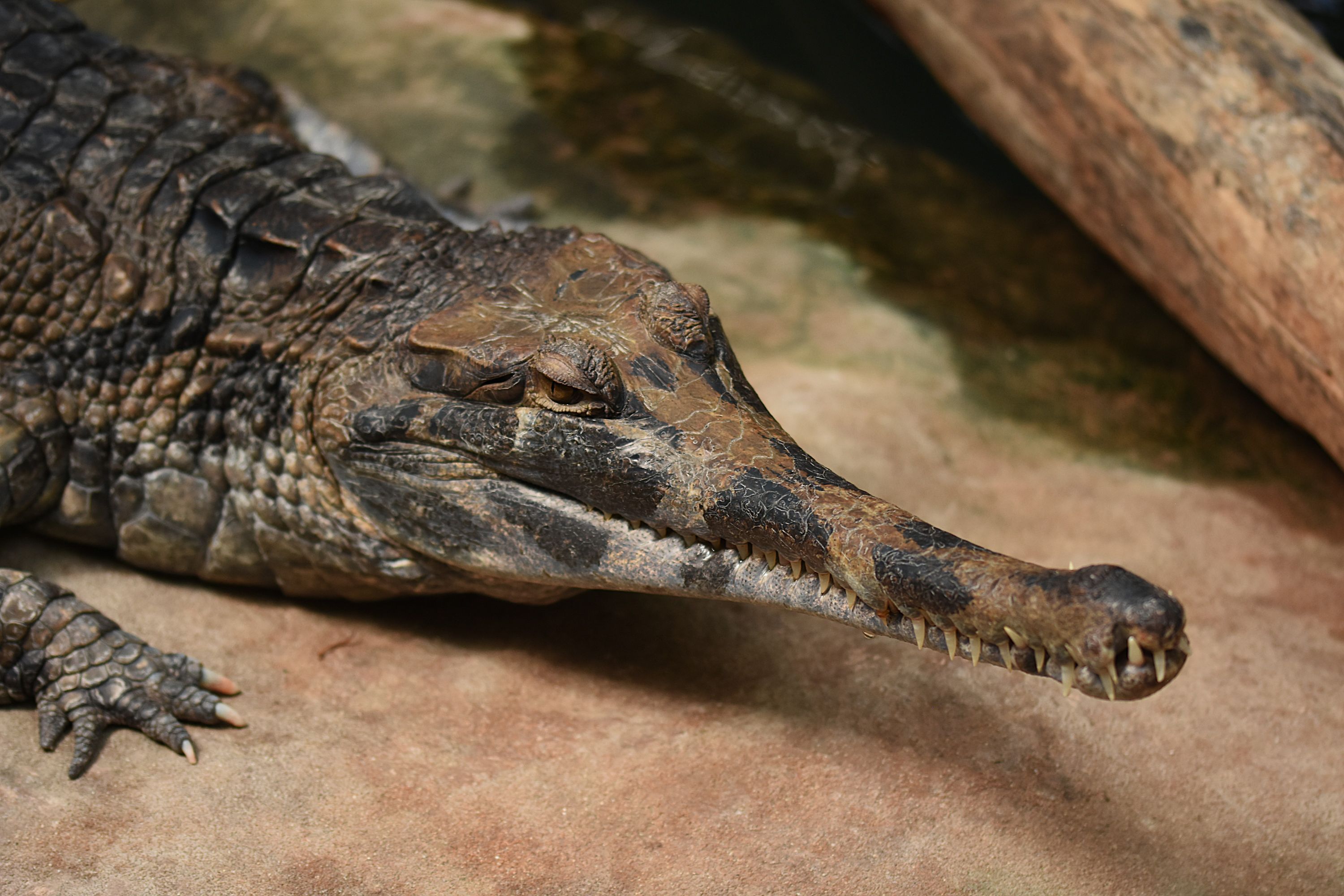 Tomistoma schlegelii