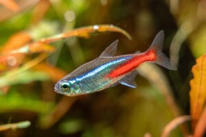 Paracheirodon innesi