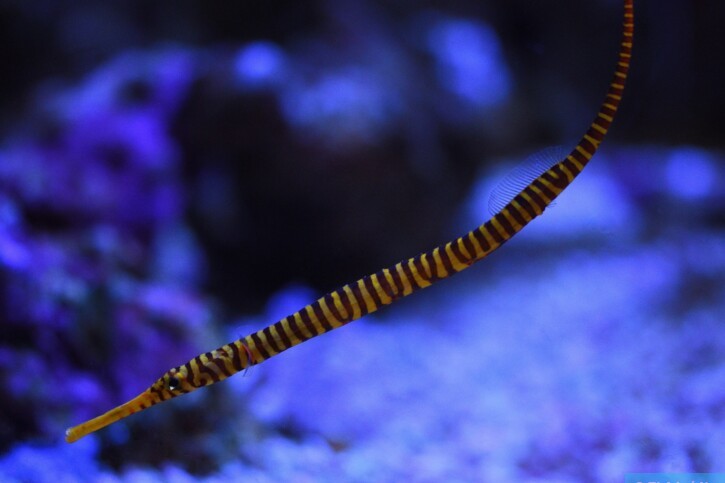 Dunckerocampus pessuliferus - poisson-aiguille à bandes jaunes