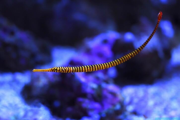 Dunckerocampus pessuliferus - poisson-aiguille à bandes jaunes
