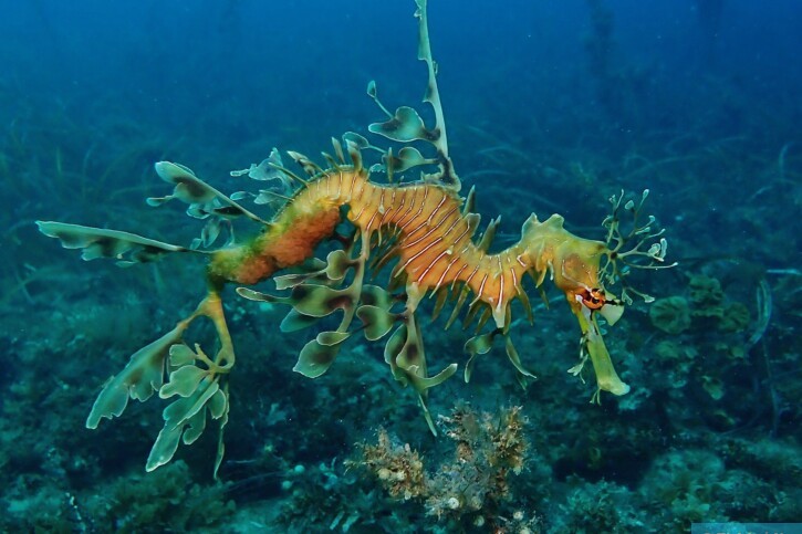 Phycodurus eques - dragon de mer feuillu