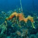 picture of Phycodurus eques