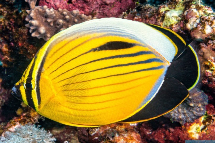 Chaetodon austriacus - poisson-papillon côtelé de mer Rouge