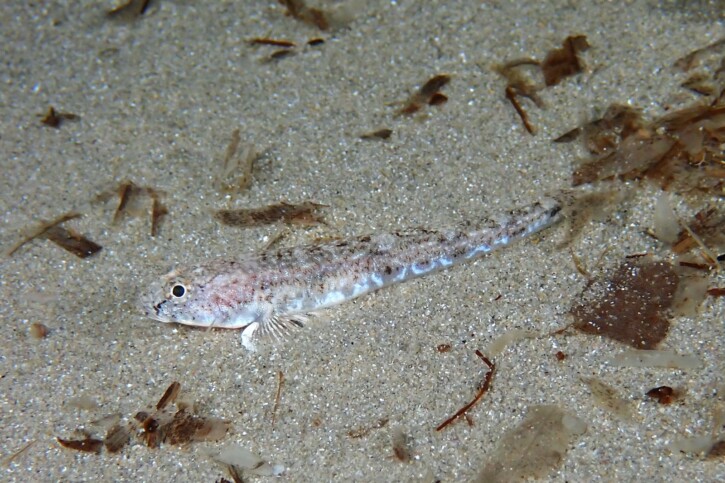 Pomatoschistus marmoratus - gobie marbré