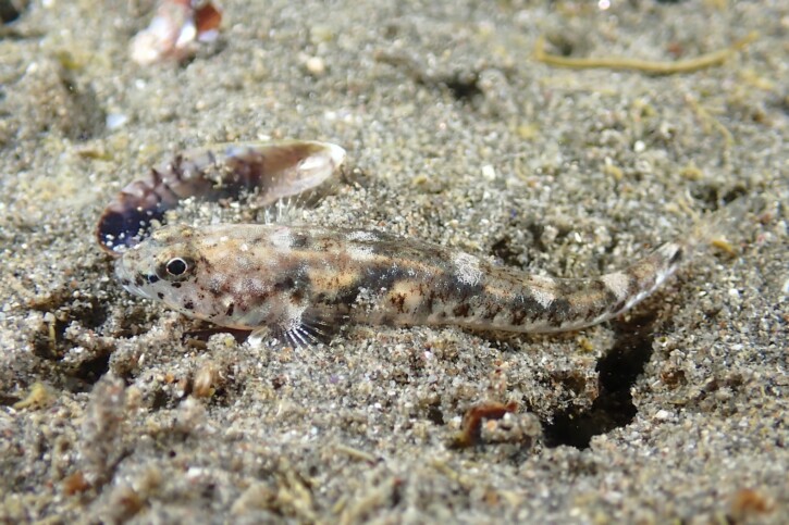 Pomatoschistus marmoratus - gobie marbré