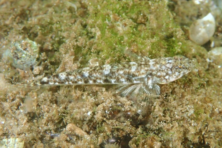 Pomatoschistus marmoratus - gobie marbré