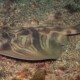 picture of Trygonorrhina fasciata